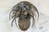Nice, Kolihapeltis Trilobite - Rare Species #86315-4